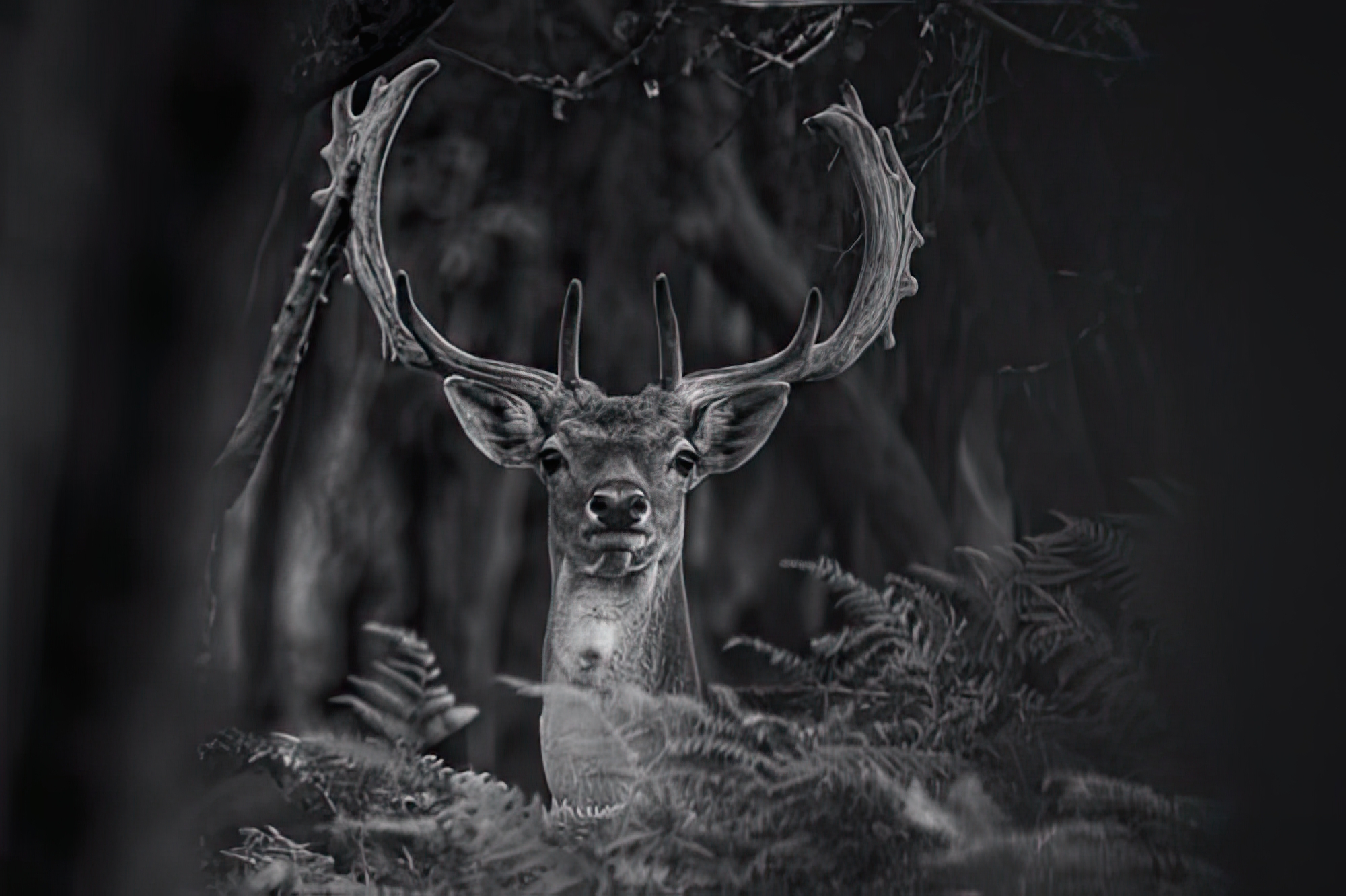 Captured Wilderness
