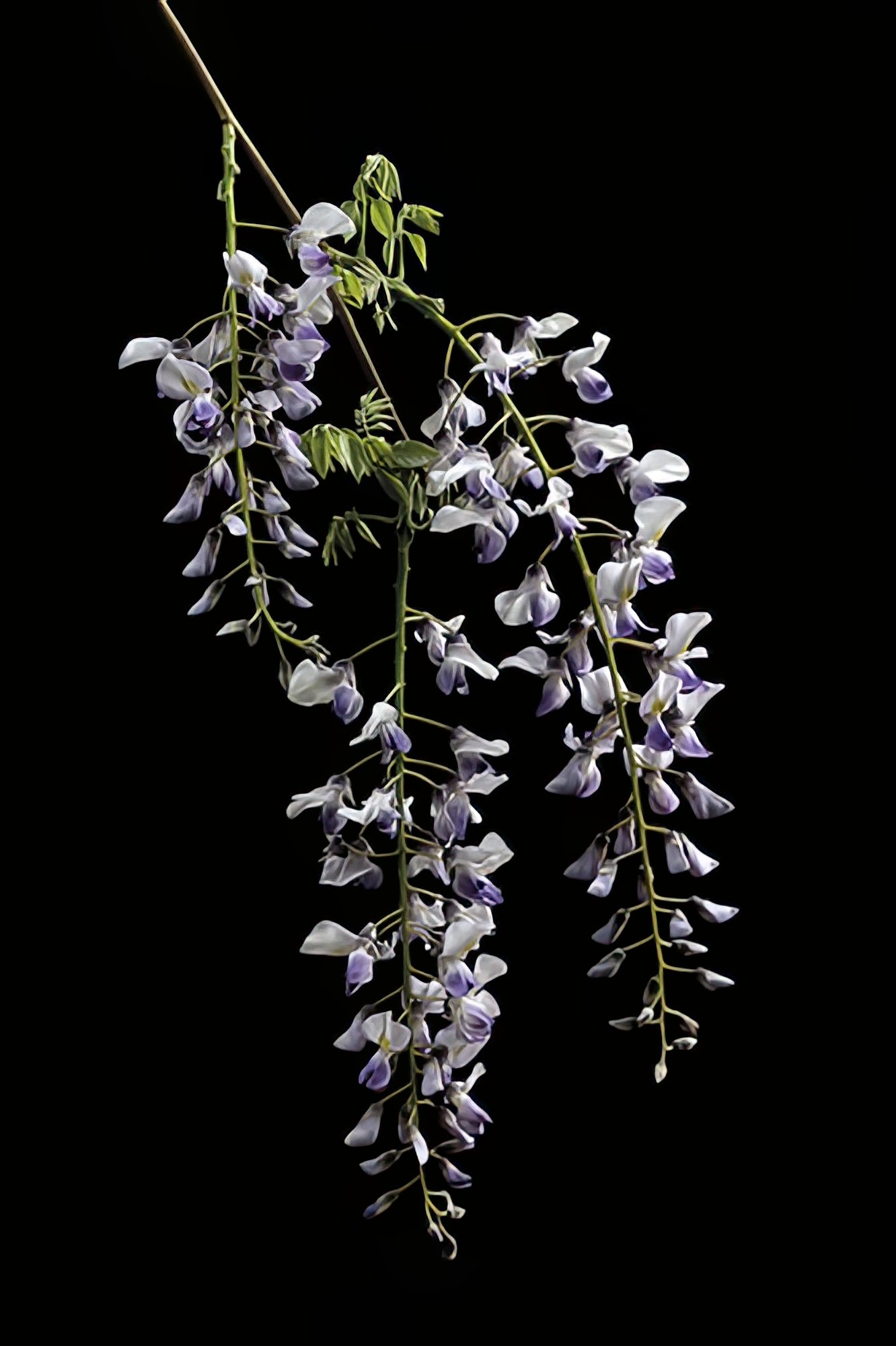 Wisteria Flowers