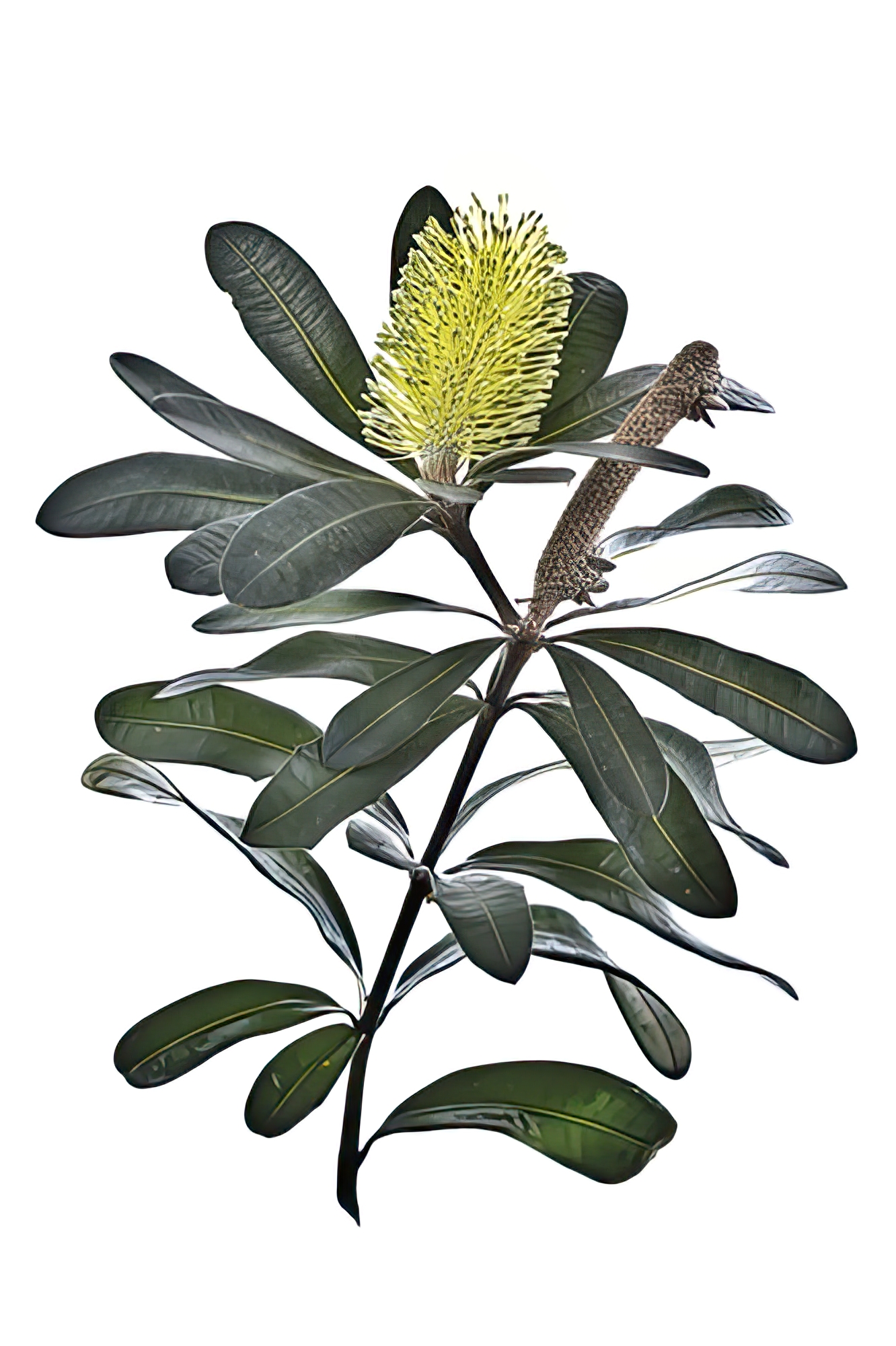 Yellow Banksia