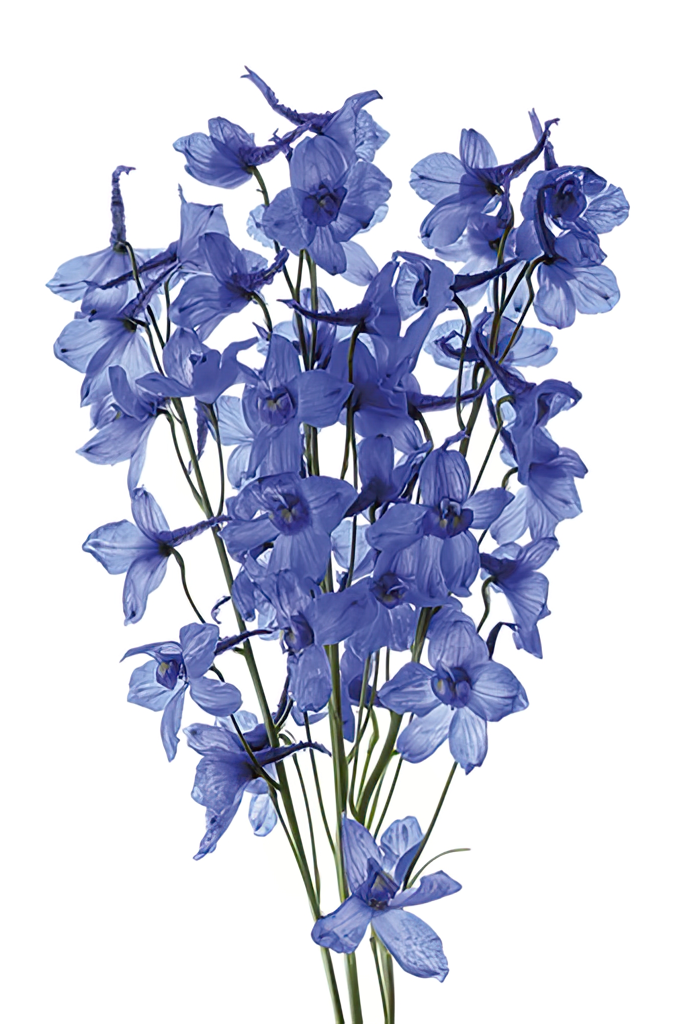 Blue Delphinium Grandiflorum
