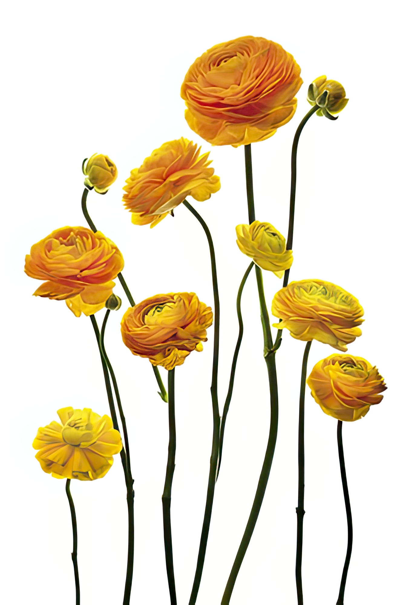 Yellow Ranunculus
