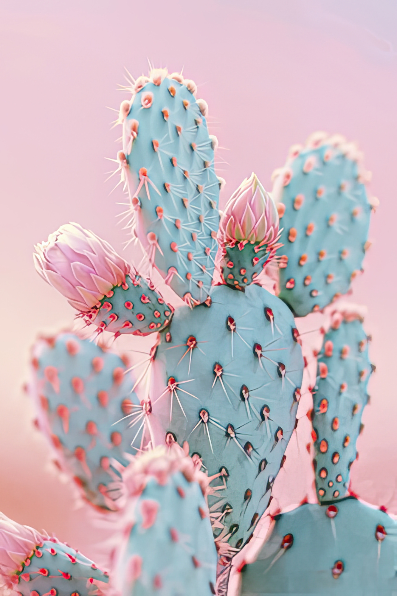 Blush Botanicals - Prickles