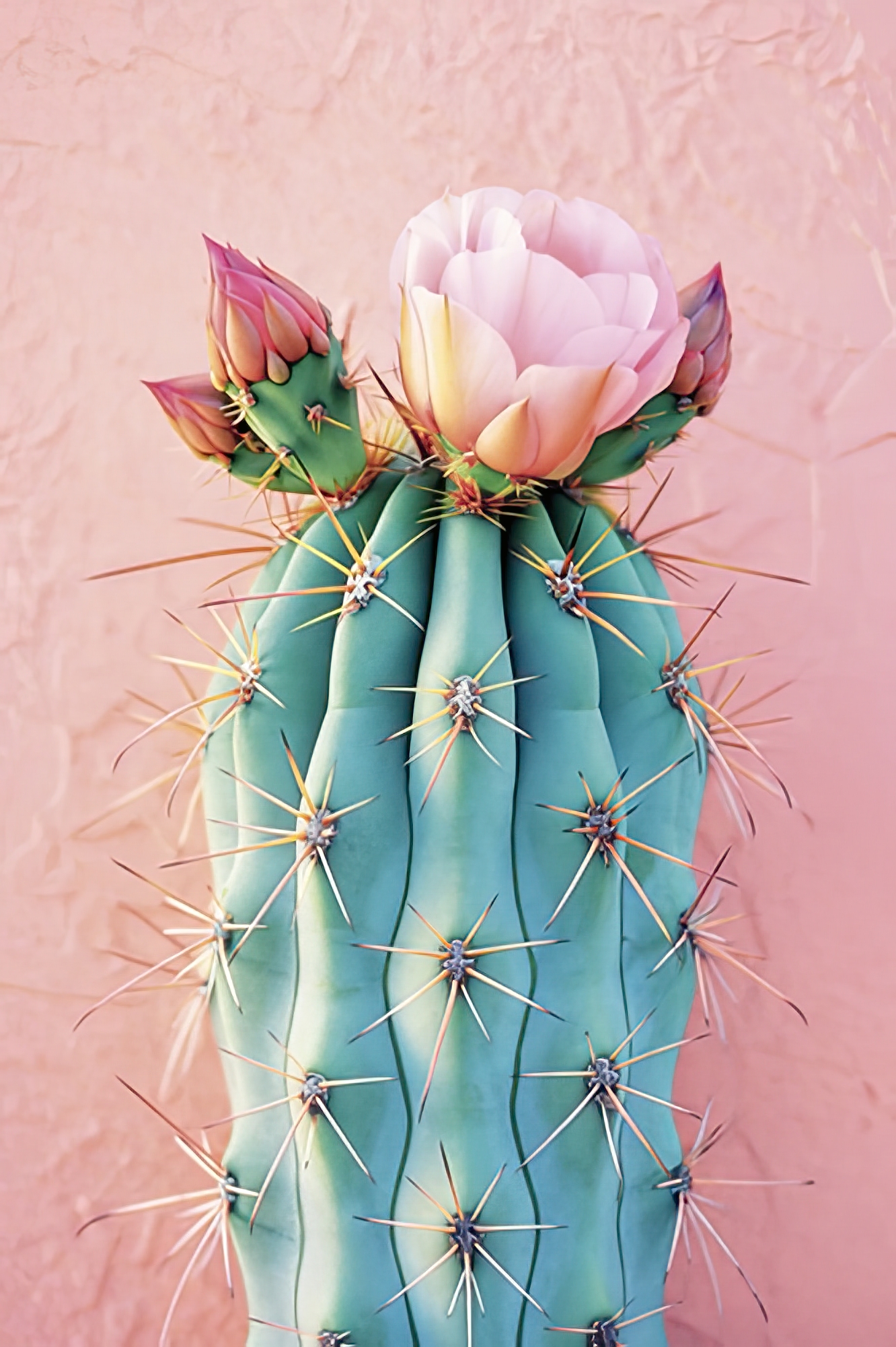 Blush Botanicals - Thorns