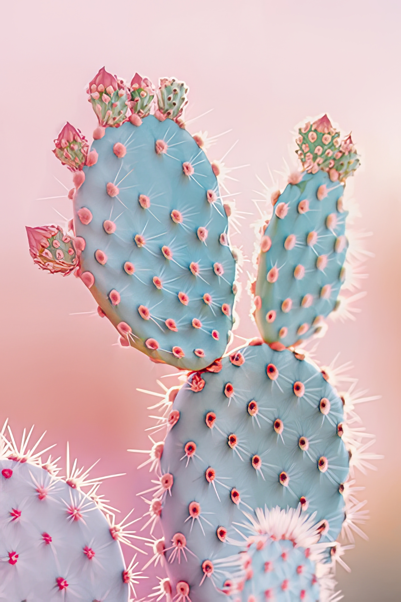 Blush Botanicals - Spines