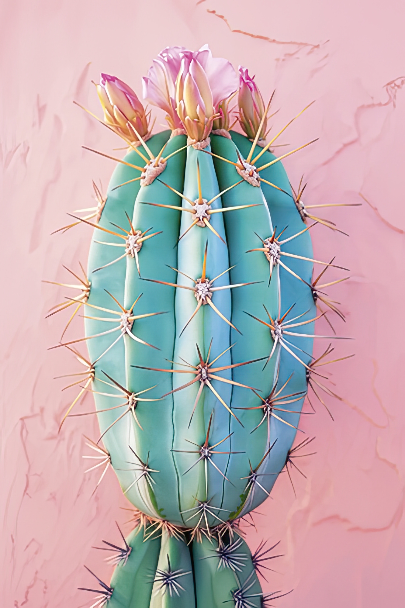 Blush Botanicals - Spikes