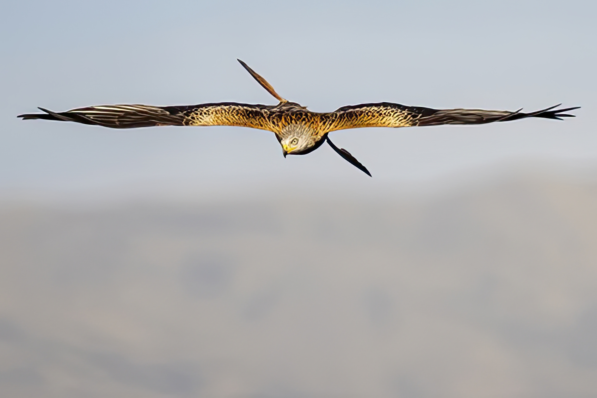 Gentle Glide