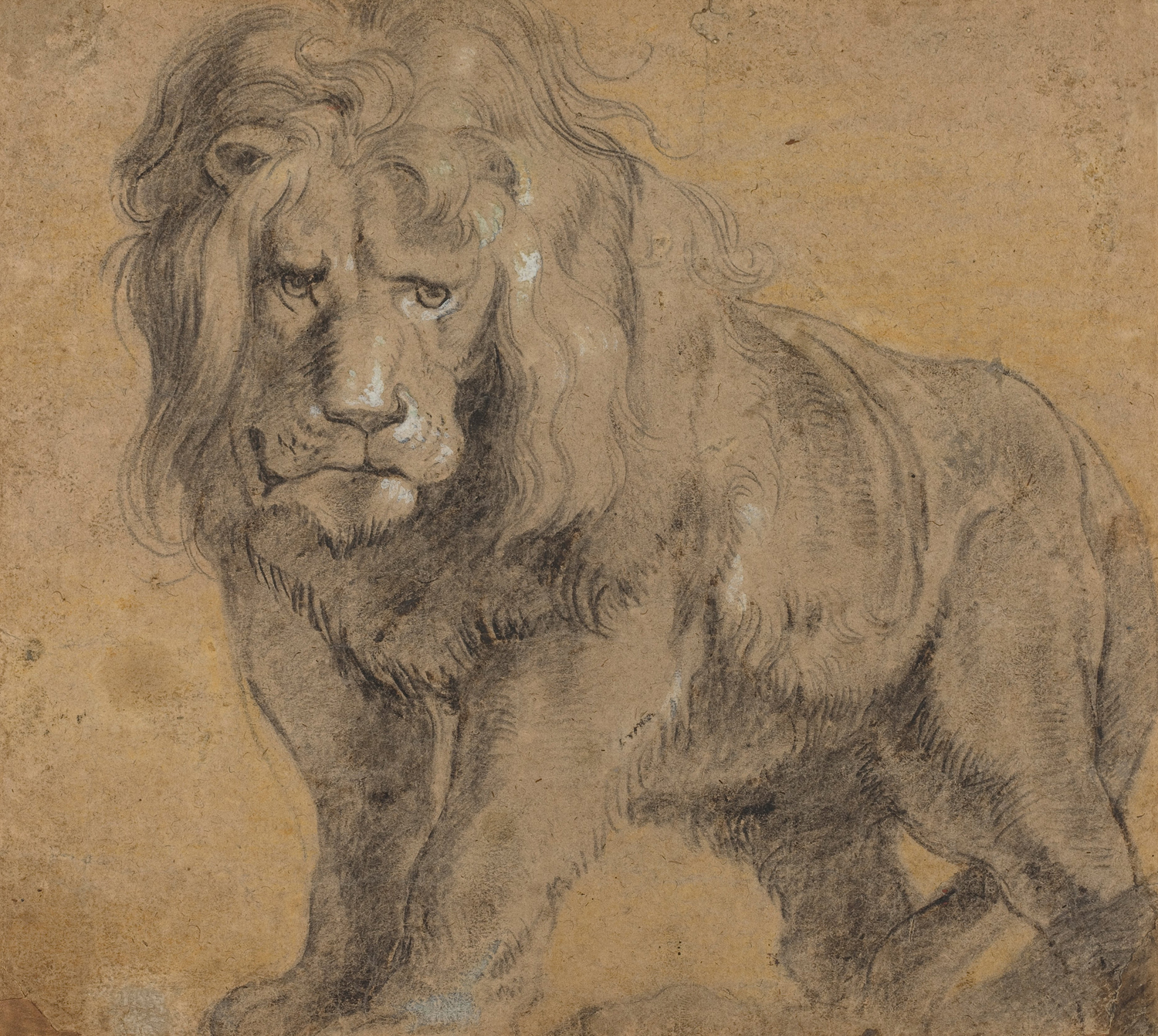 Lion, c. 1612-13