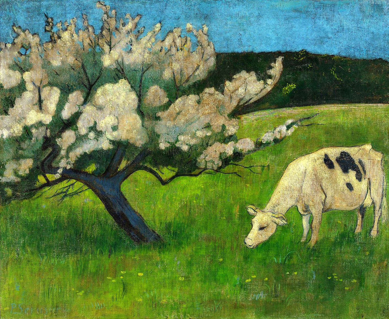 White Cow, c. 1895