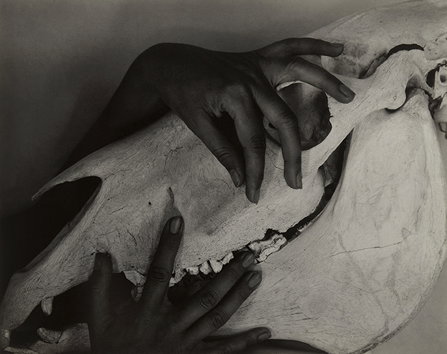 Hands and Horse Skull, 1931