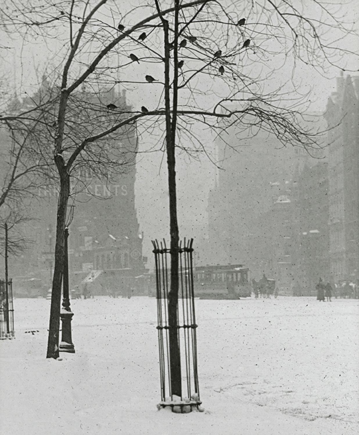 Tree in Snow, New York City, c. 1900-02