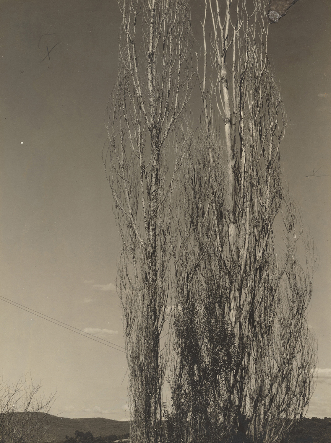 Dying Poplars, Lake George, 1932