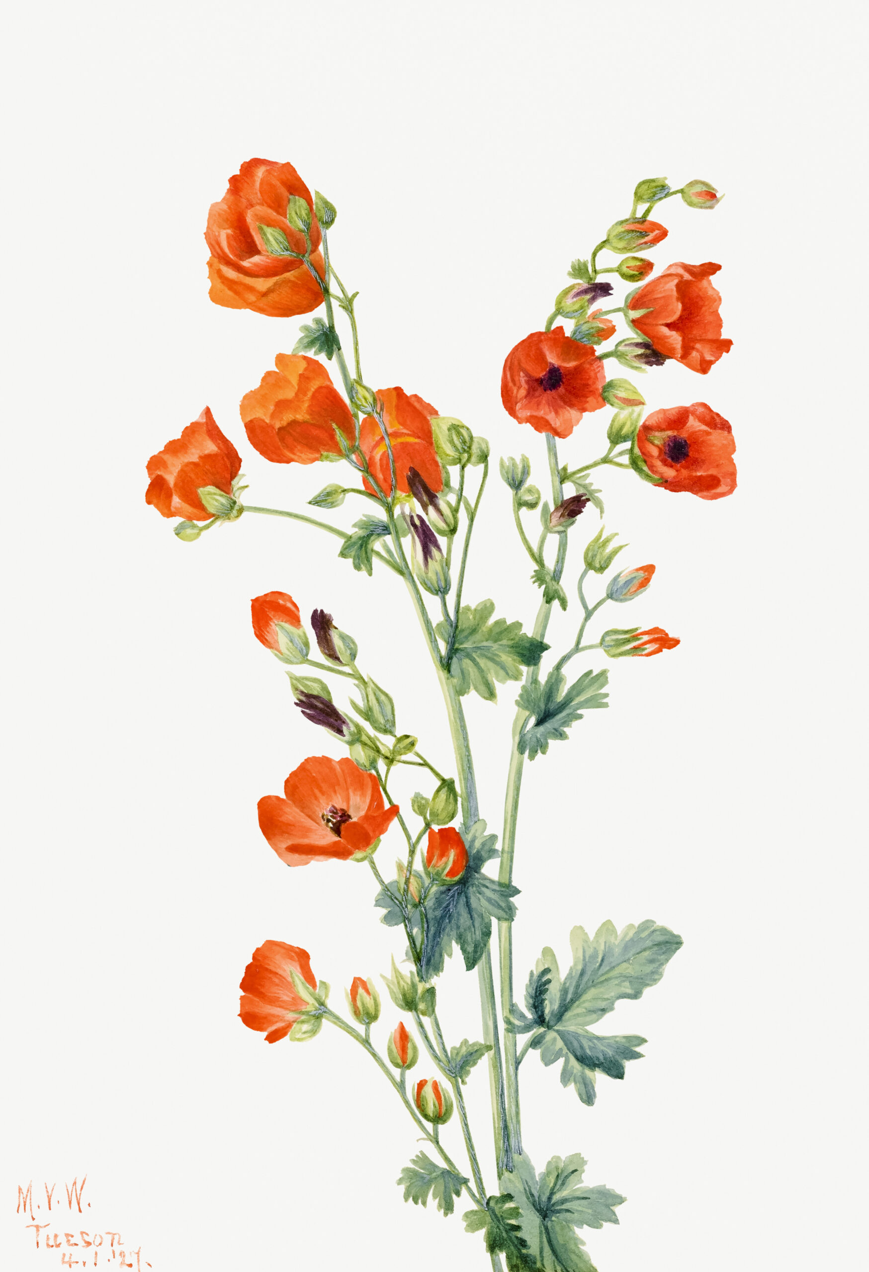 Scarlet Globe Mallow (Sphaeralcea grossulariaefolia), 1927