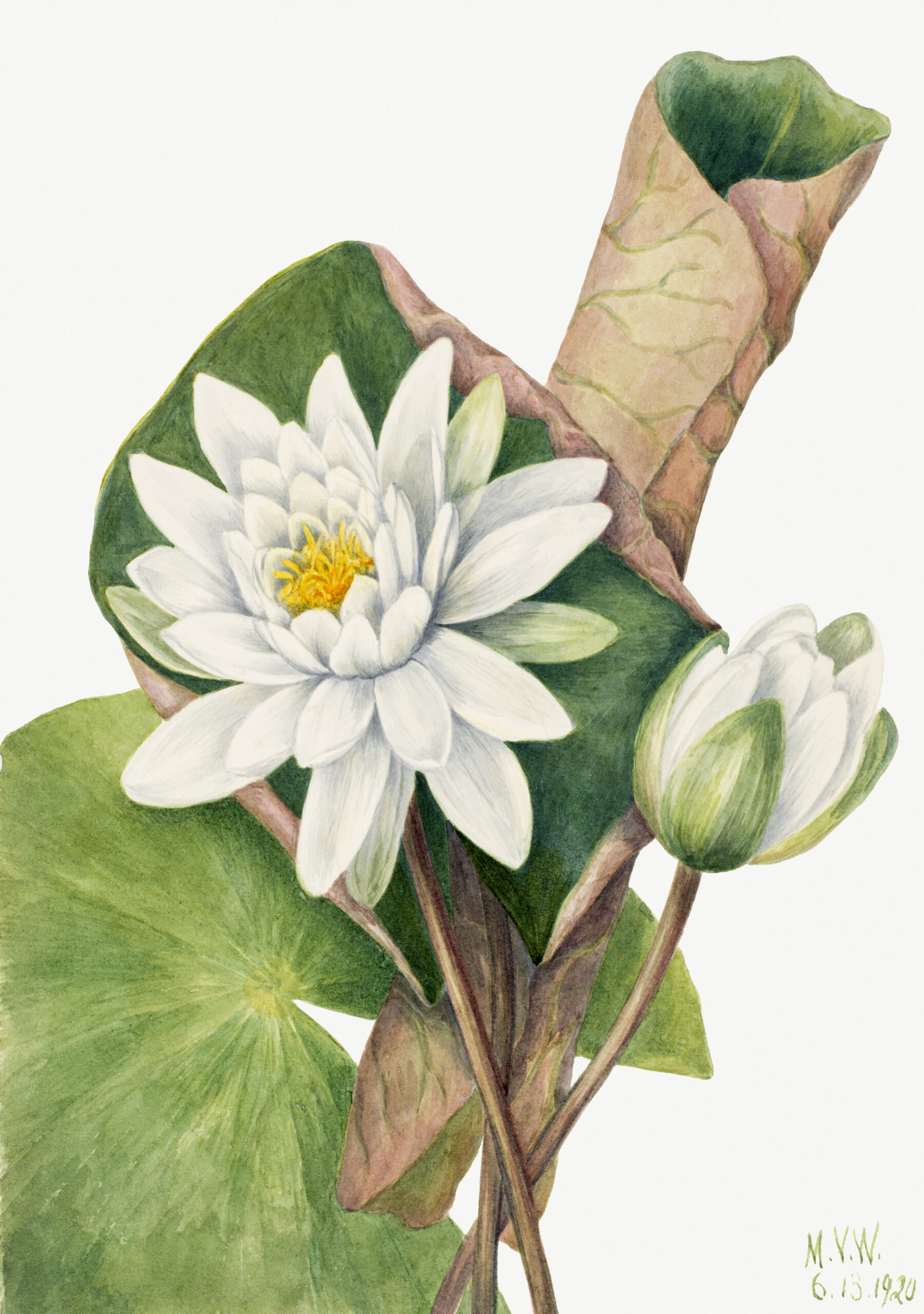 American Waterlily (Castalia odorata), 1920