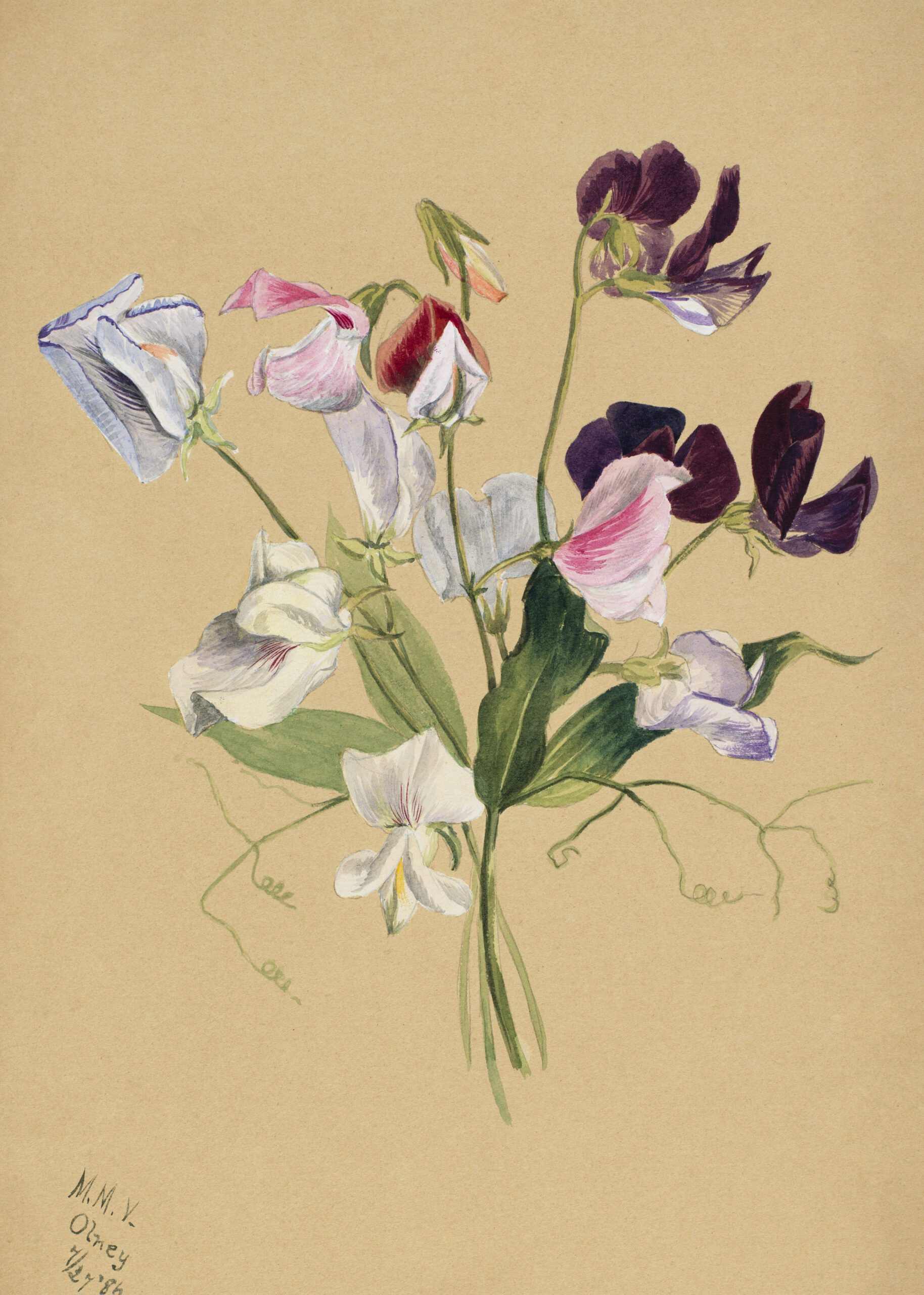 Flower Study, 1886