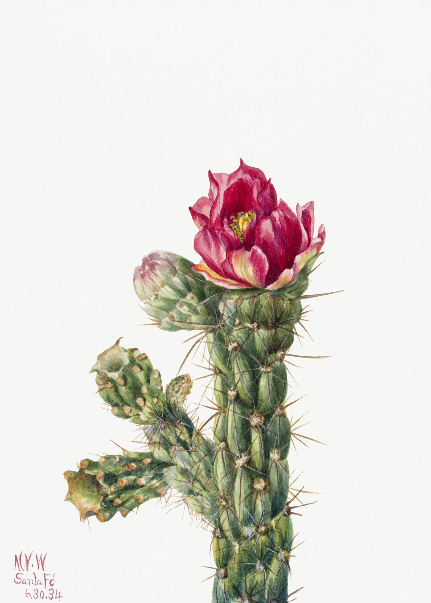 Walkingstick Cholla (Opuntia imbricata), 1934