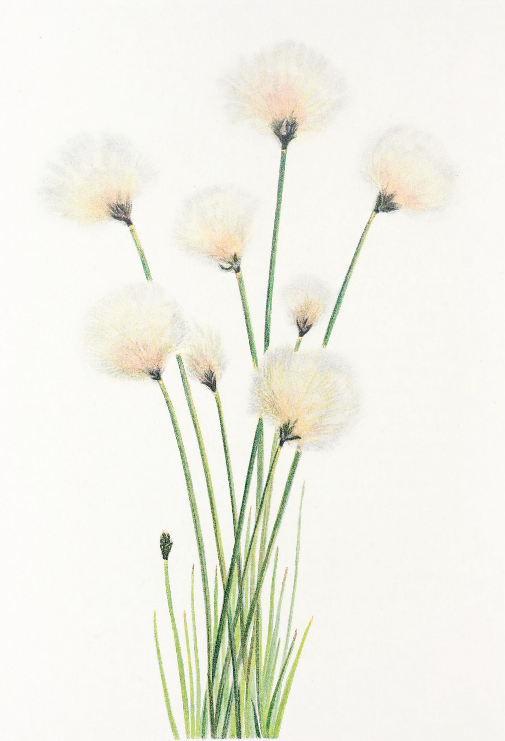 Hare's-tail Cottongrass (Eriophorum Vaginatum)