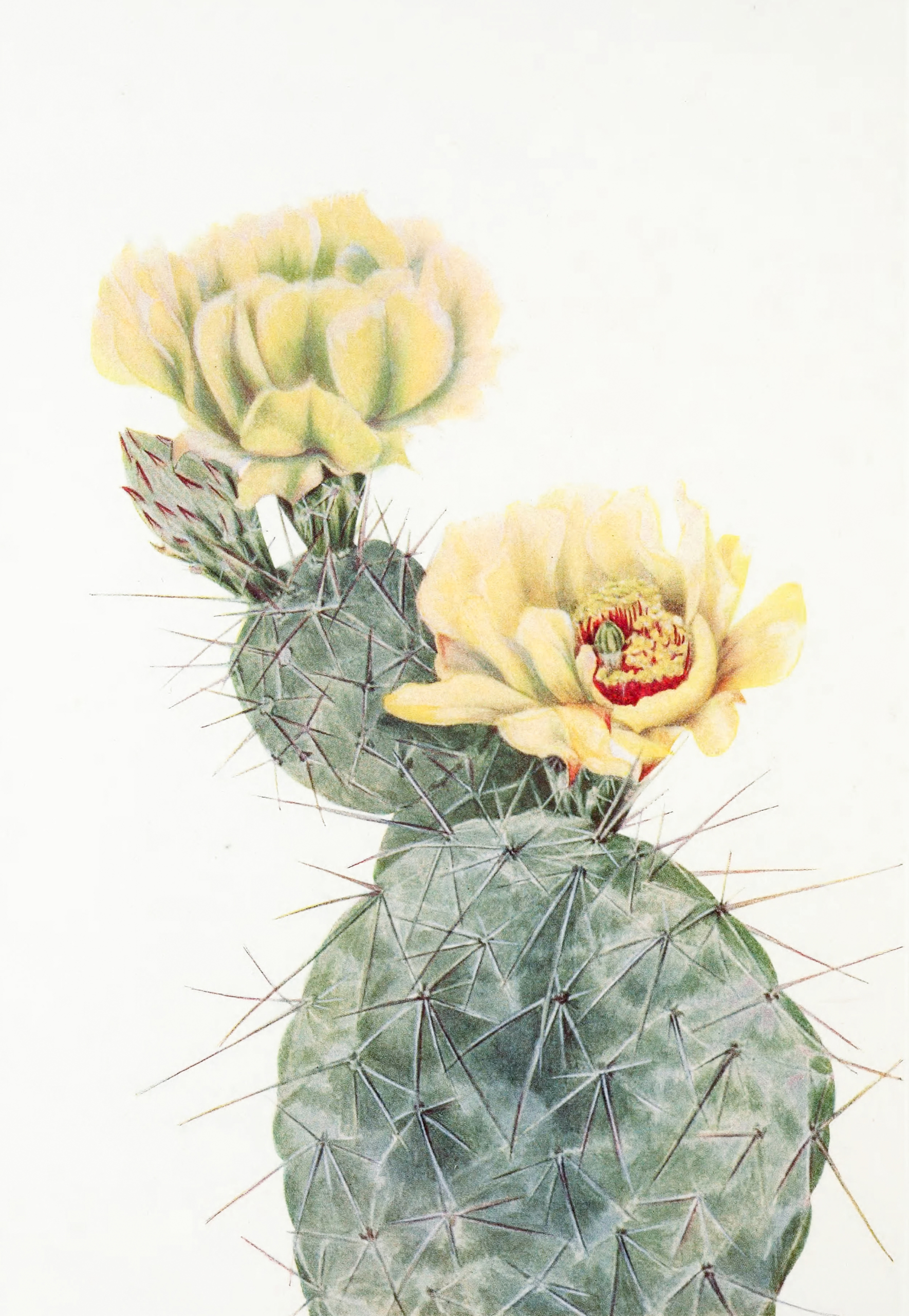 Missouri Prickly Pear, 1925