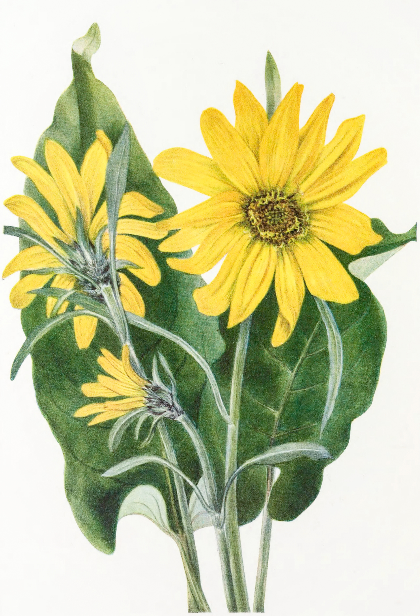 Balsamroot, 1925