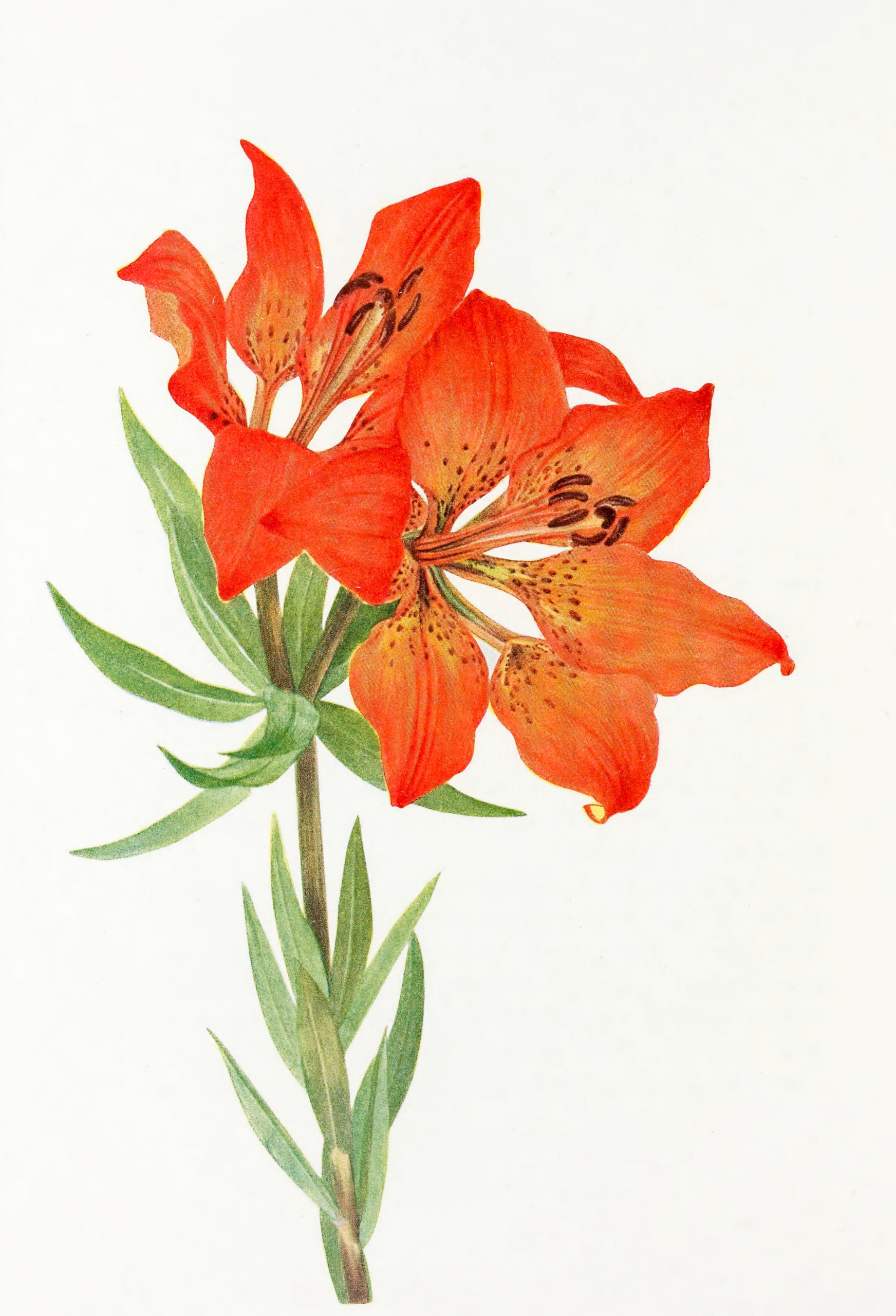 Red Lily (Lilium montanum), 1925