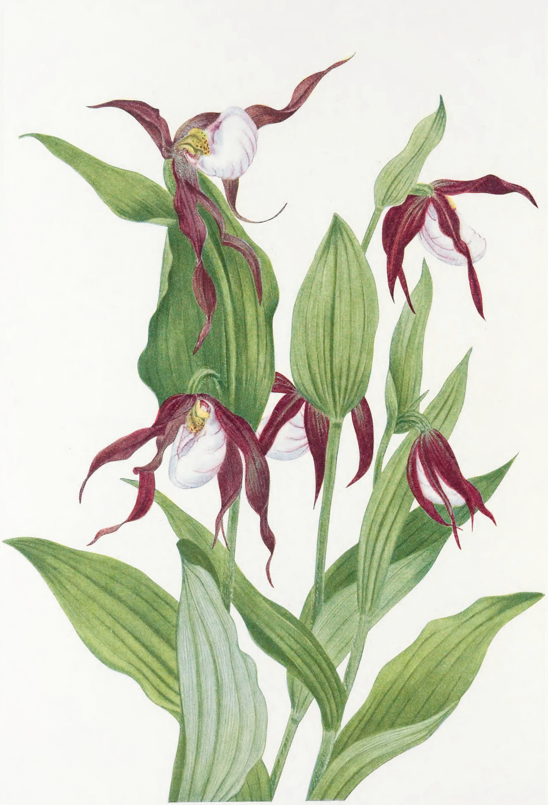 Mountain Lady's Slipper (Cypripedium Montanum), 1925