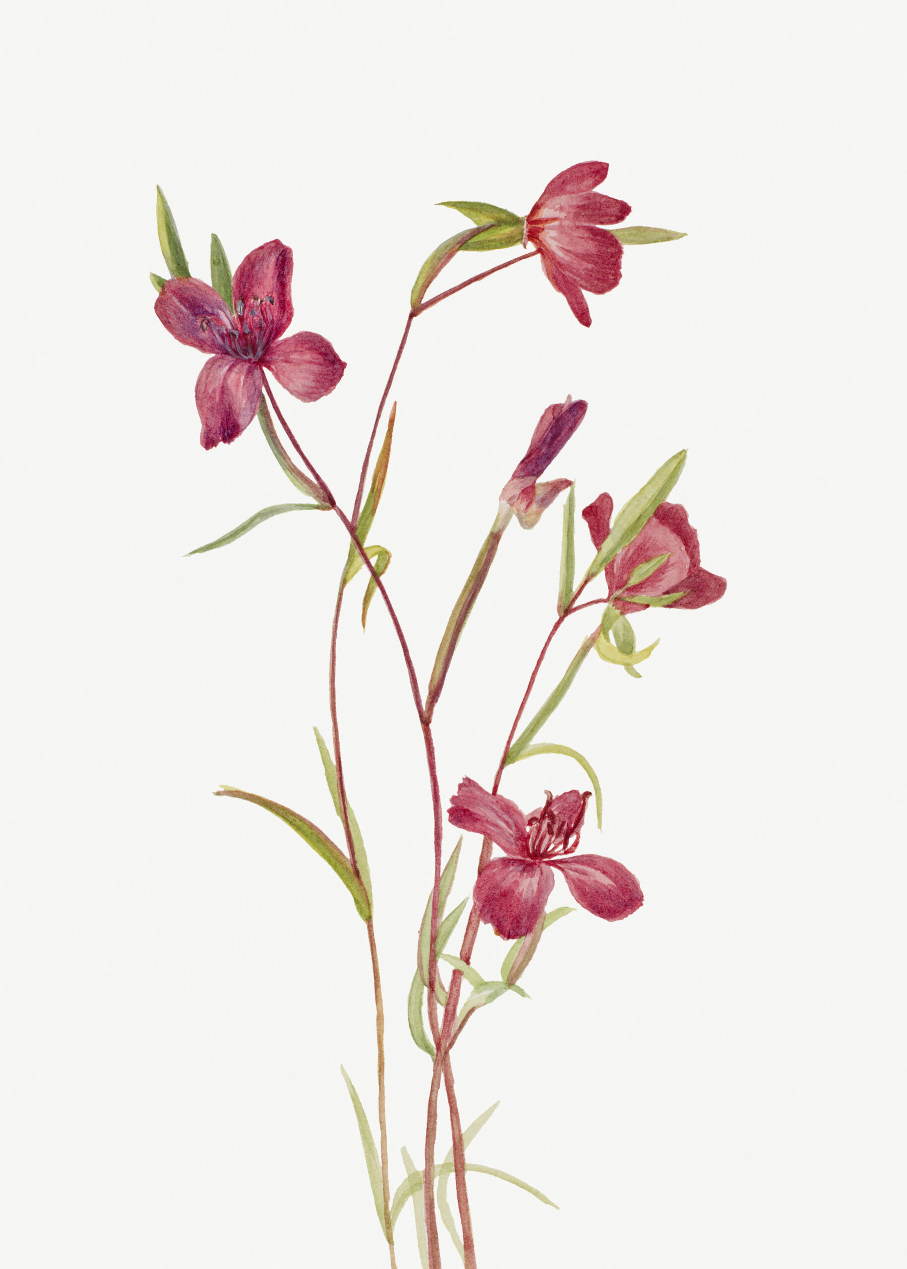 Farewell to Spring (Godetia amoena lilja), 1930