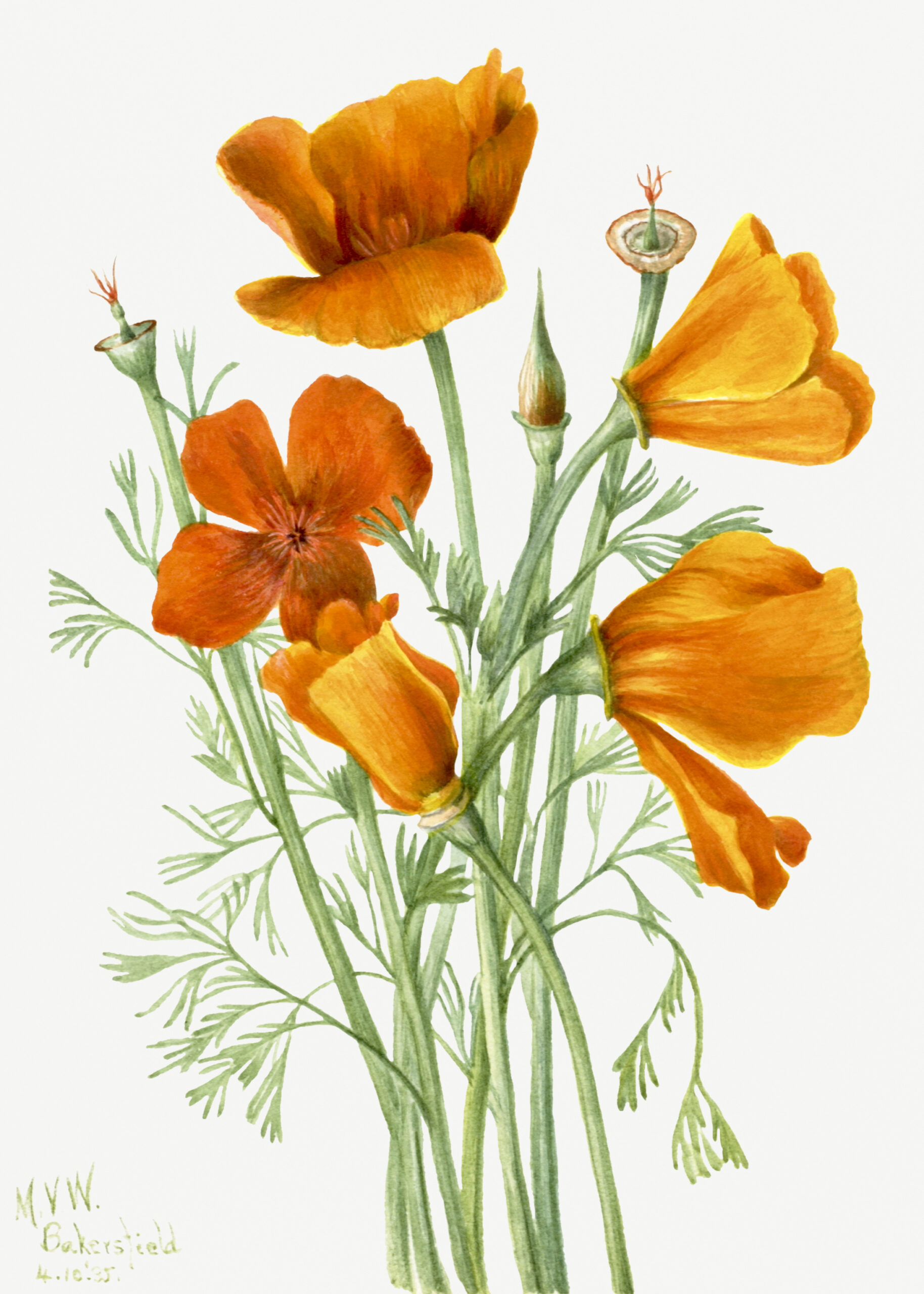California Poppy (Eschscholtzia californica), 1935