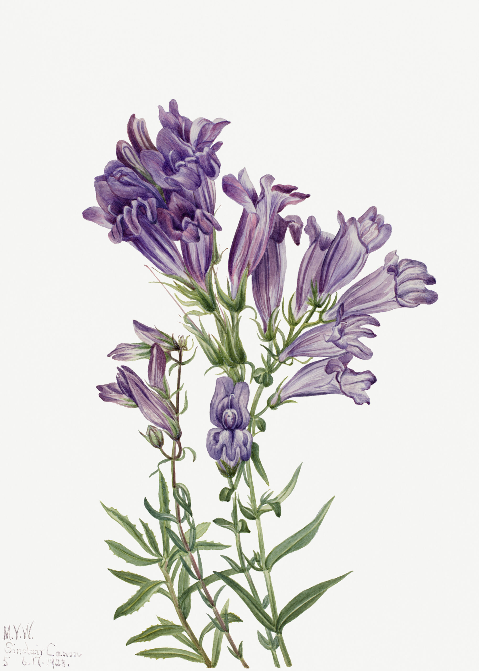 Purple Pentstemon (Pentstemon lyallii), 1923