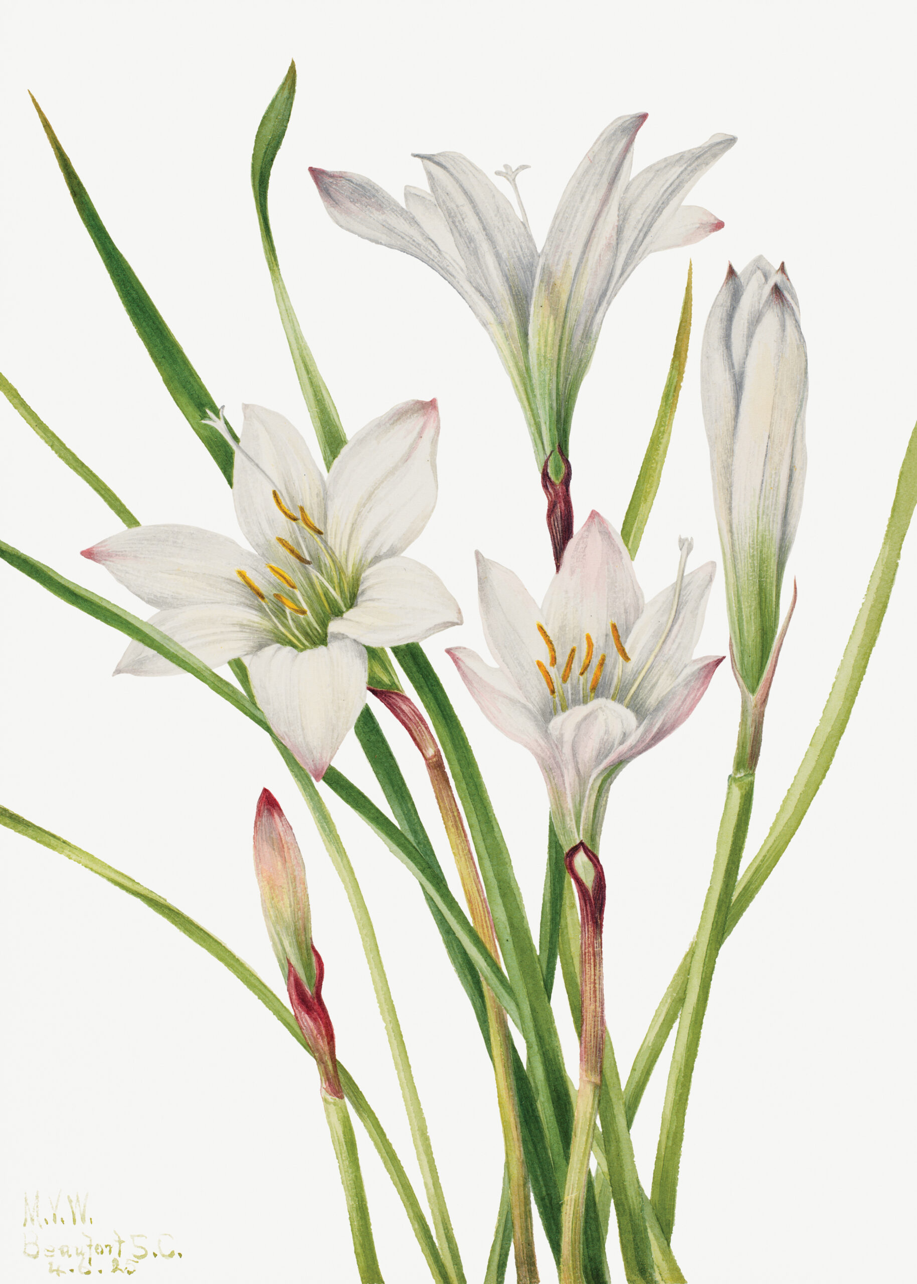 Atamasco Lily (Atamosco atamasco), 1925