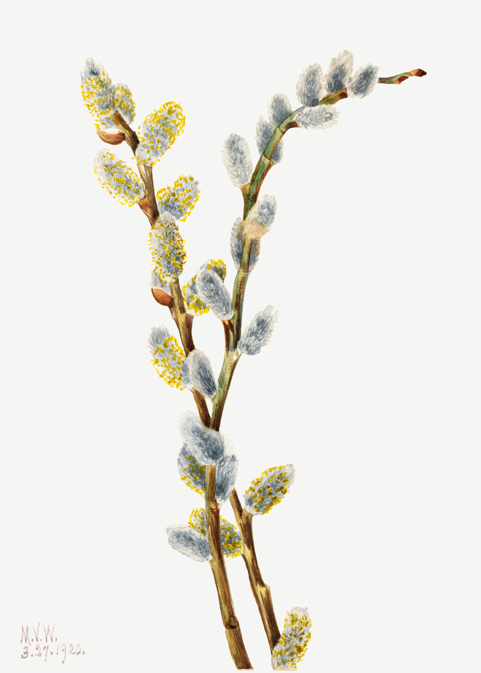 Pussy Willow, 1915