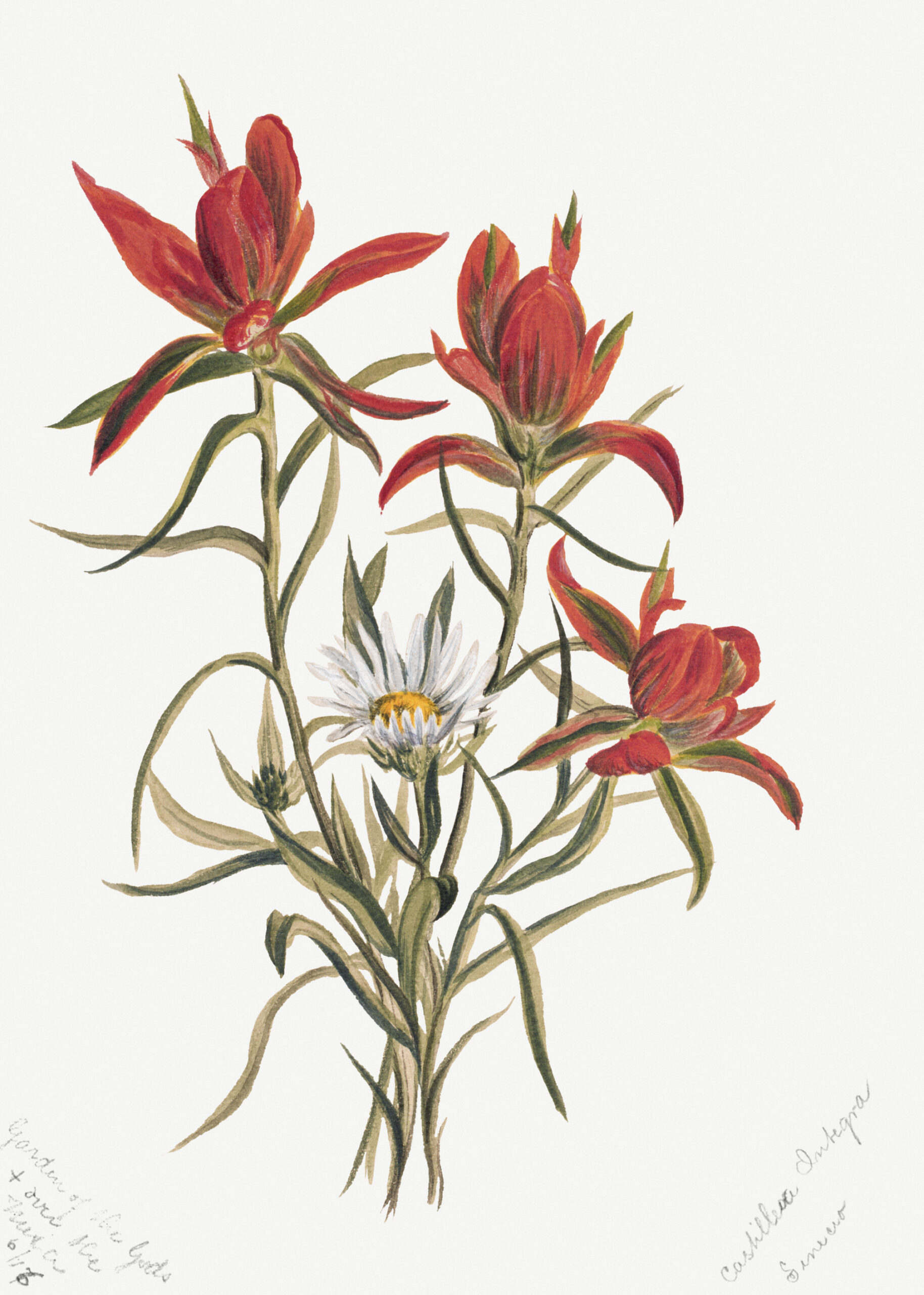 Indian Paintbrush (Castilleja rhexifolia), 1883