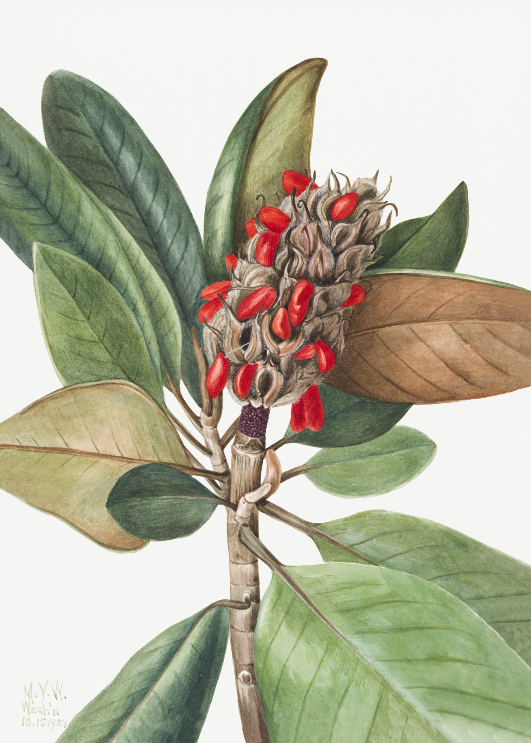 Southern Magnolia (Magnolia grandiflora), 1923