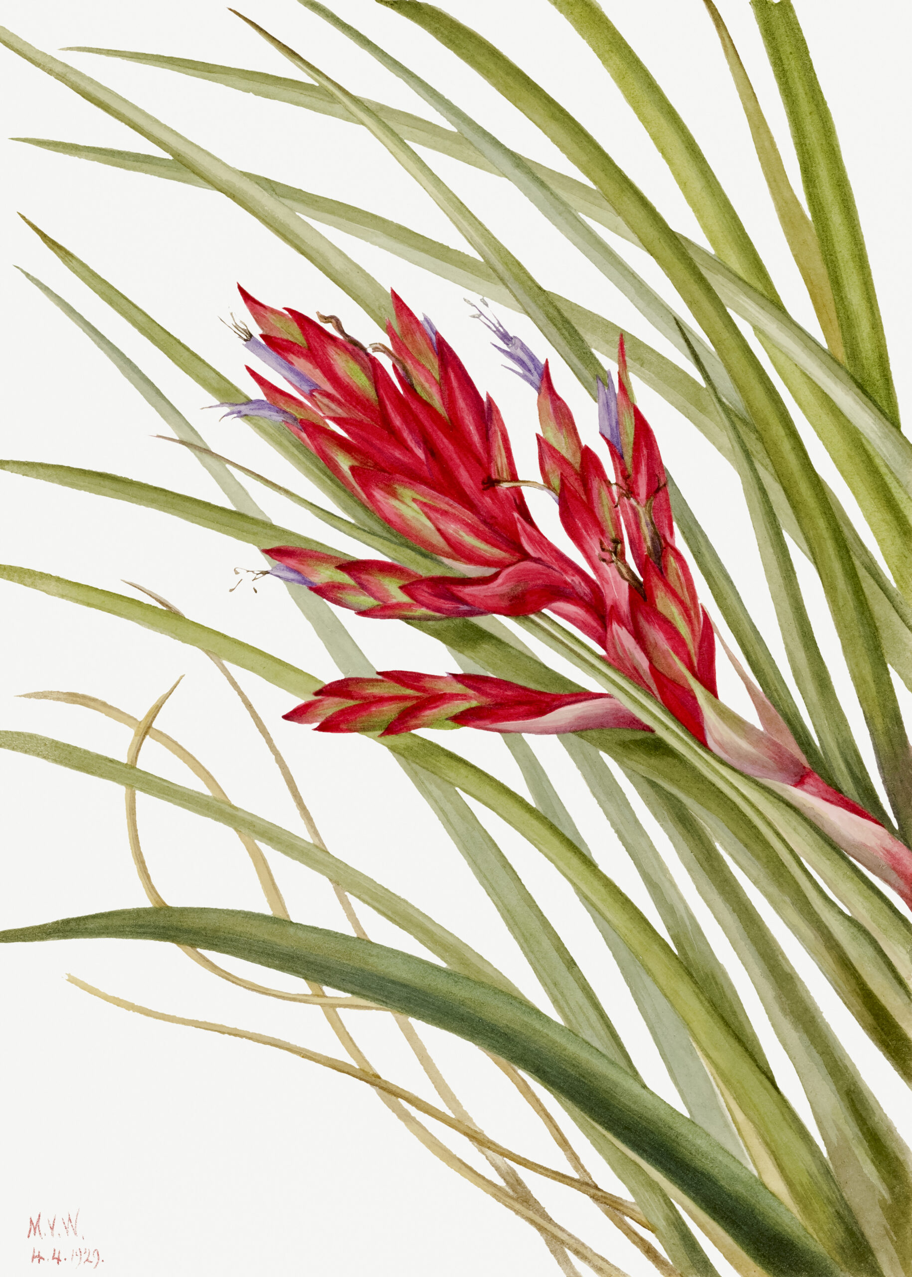 Quill Leaf Tillandsia (Tillandsia fasciculata), 1929