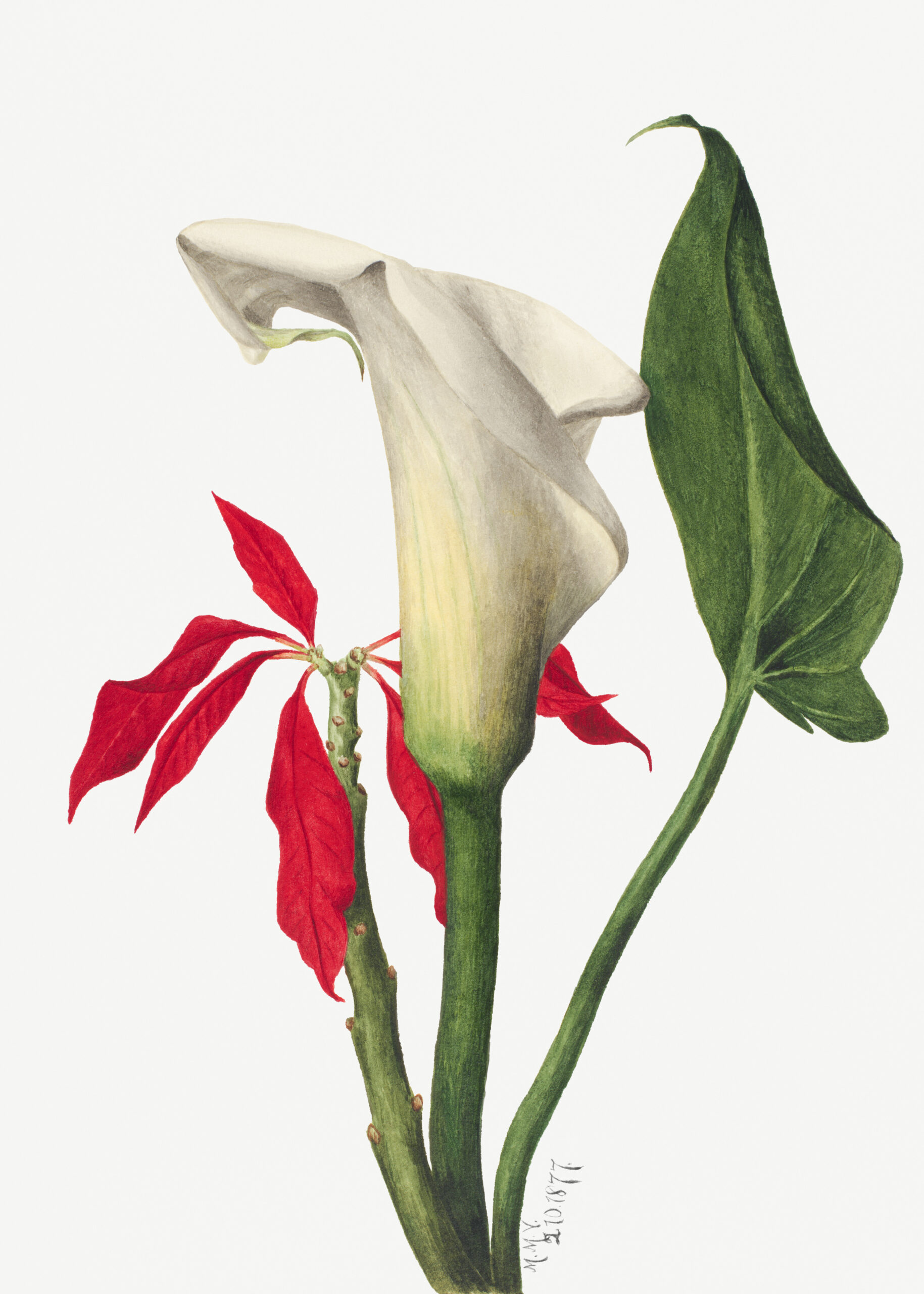 Calla Lily, 1877