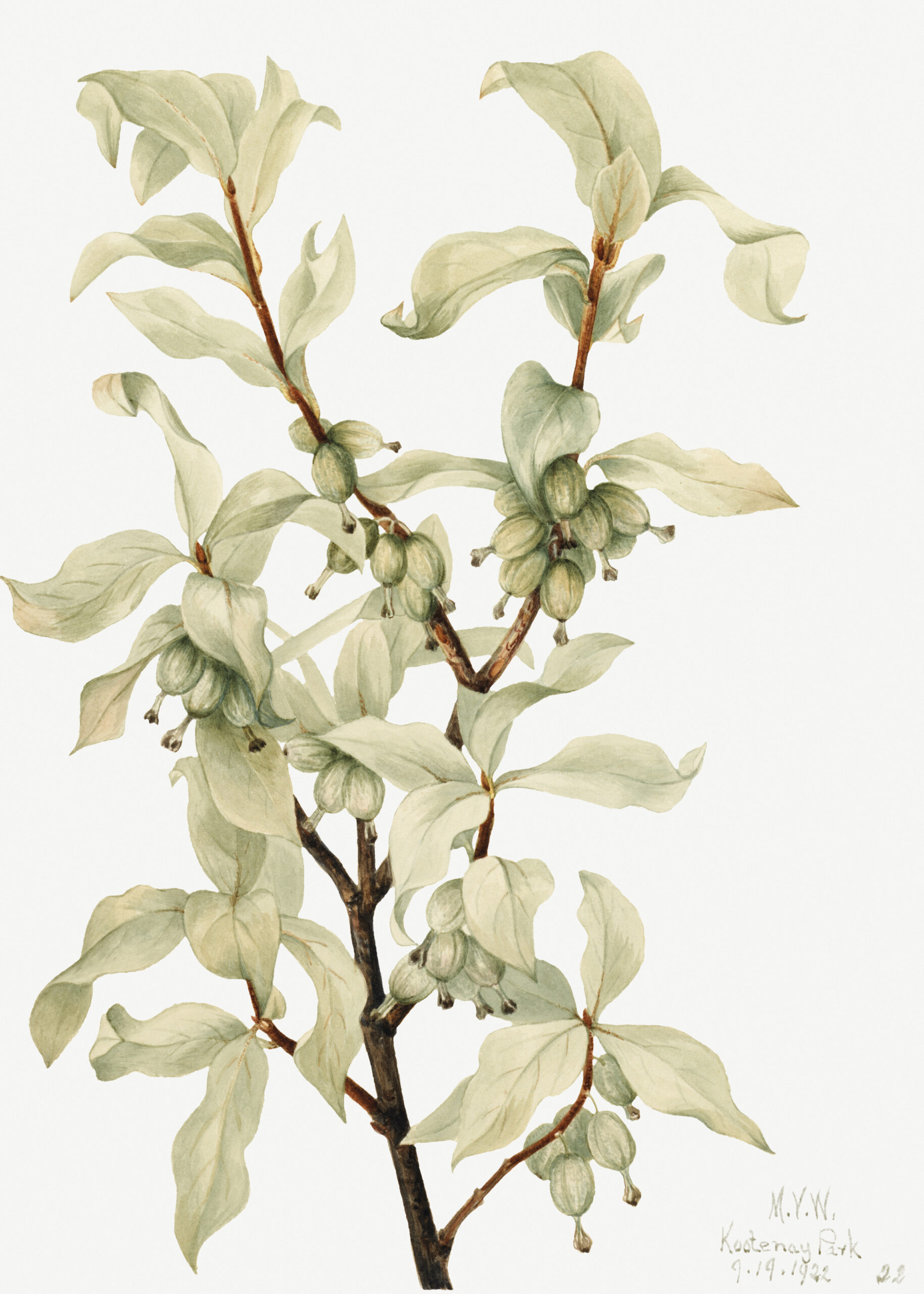 Silverberry (Elaeagnus commutata), 1922