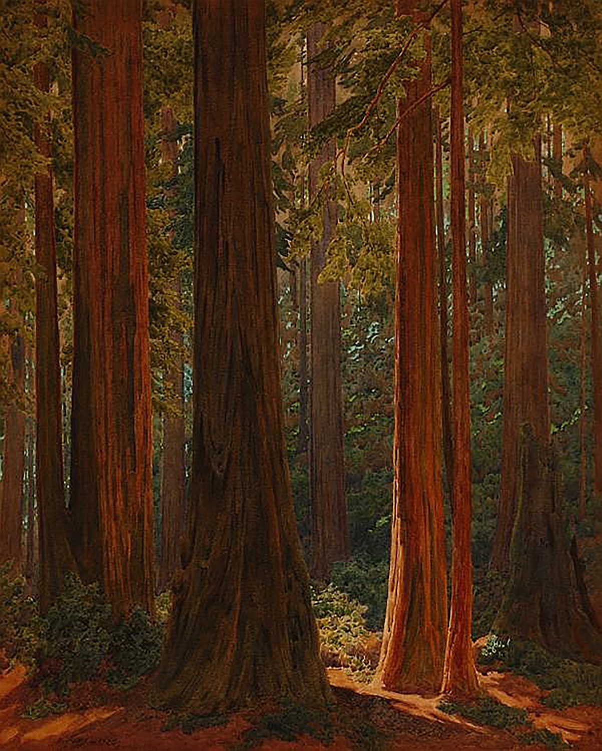 California Redwood Grove, 1925