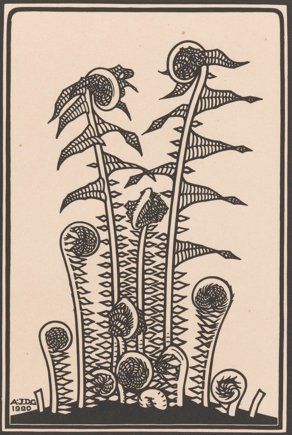 Ferns, 1920