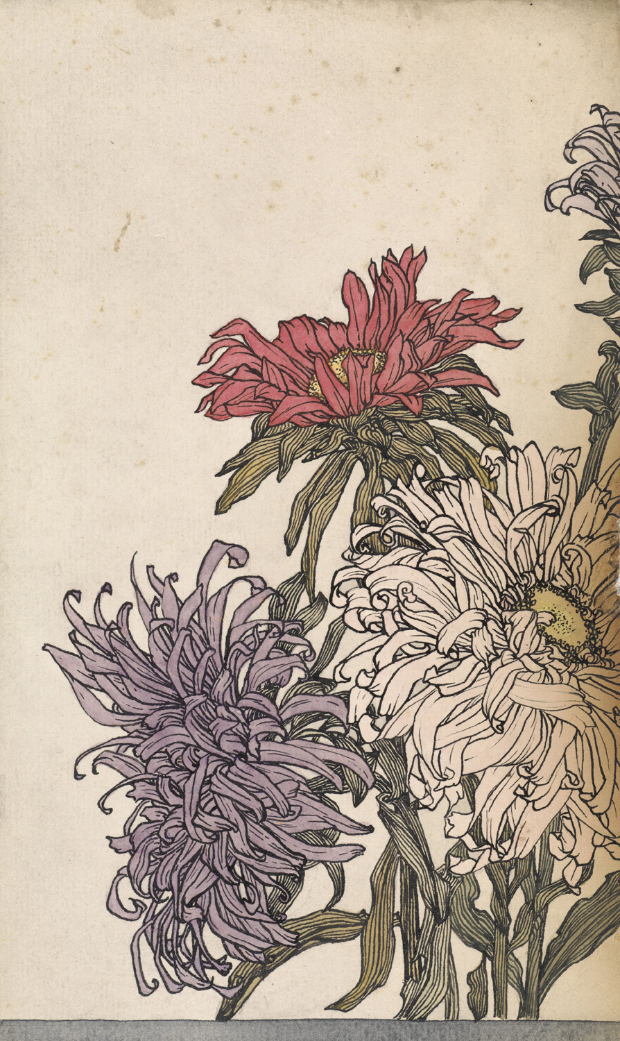 Chrysanthemums, early 20th century