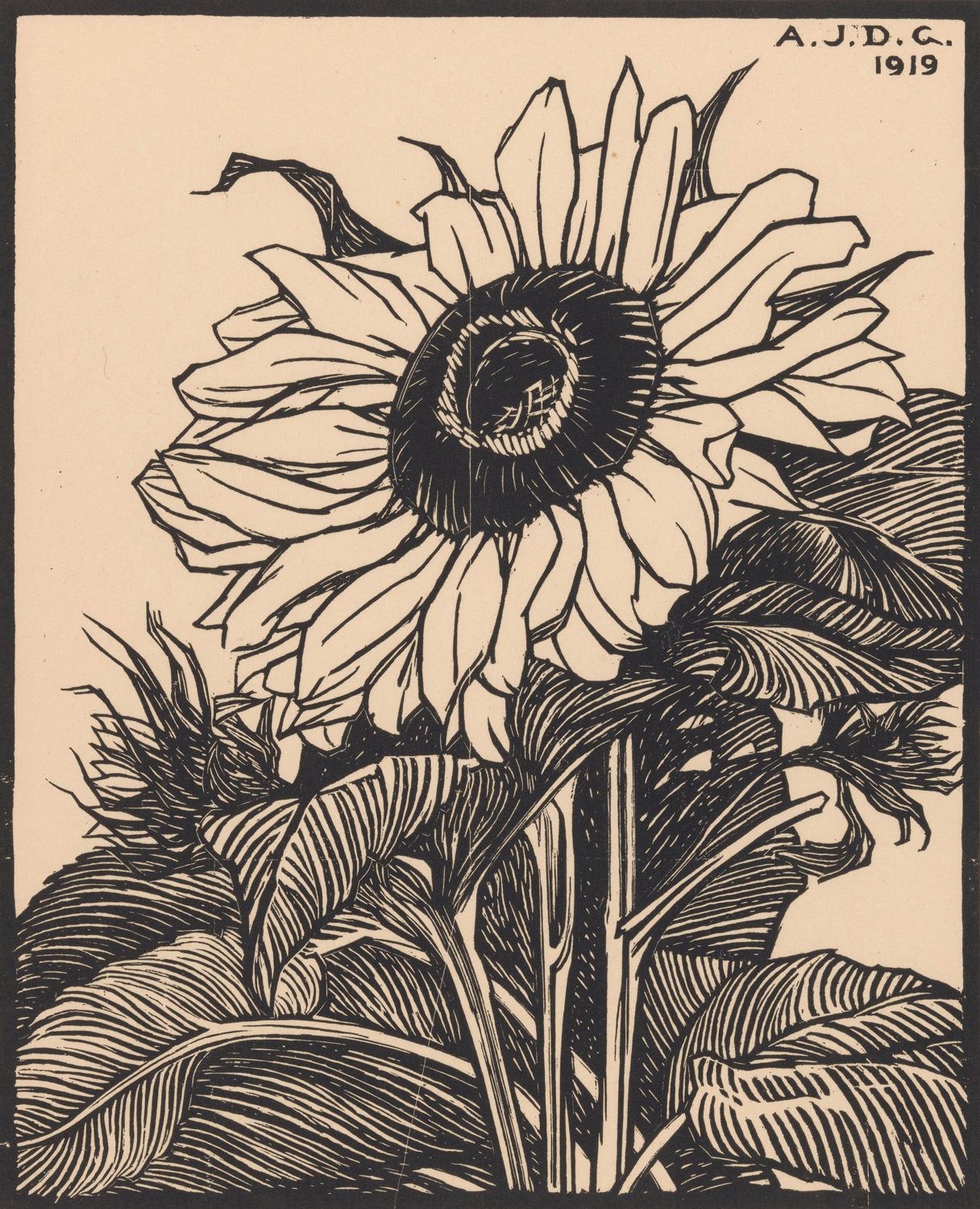 Sunflower, 1919