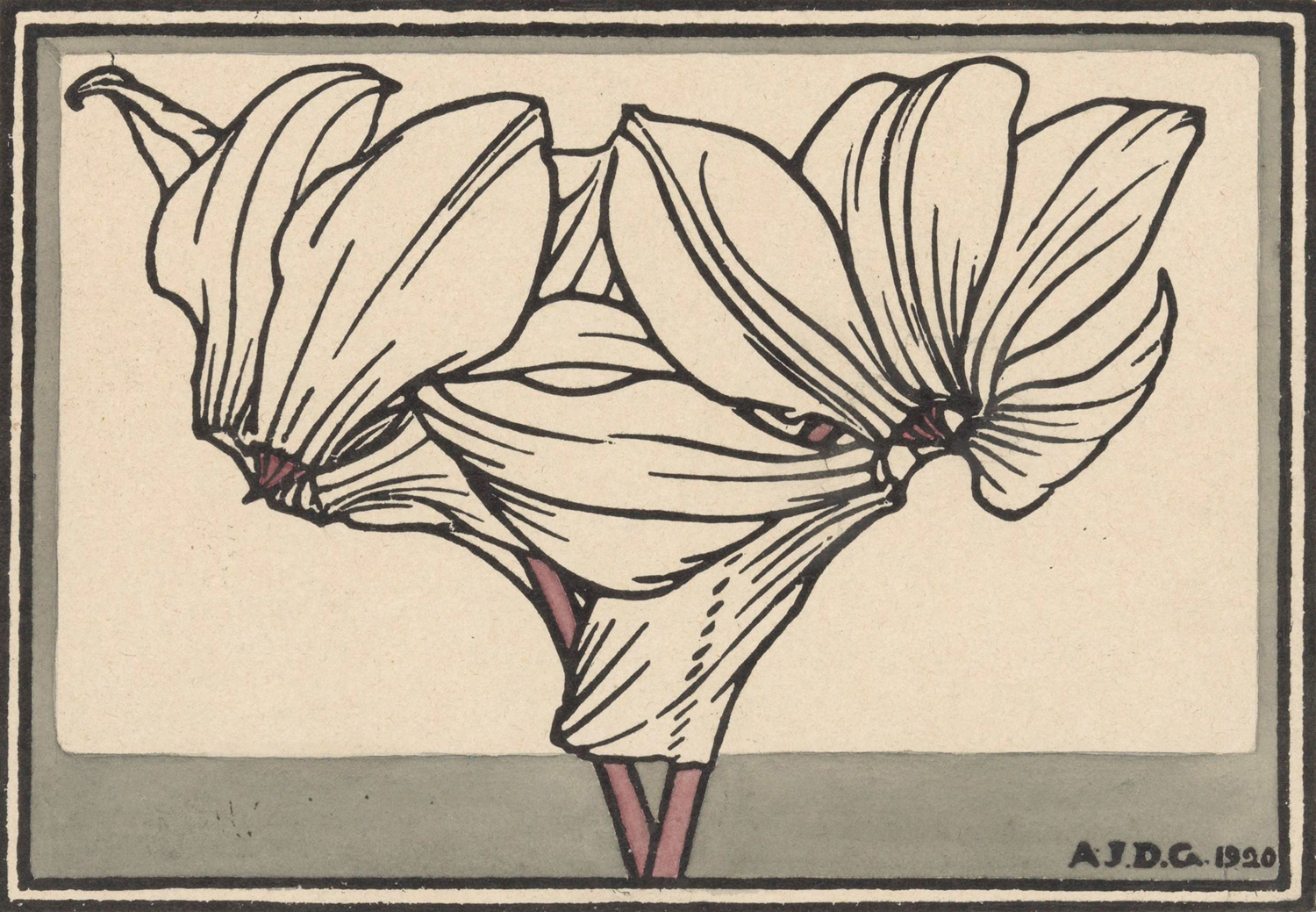 Cyclamen, 1920
