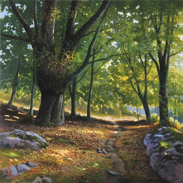 Luce nel Bosco