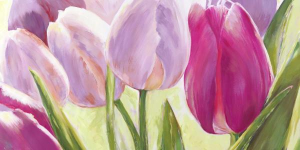 Tulipes