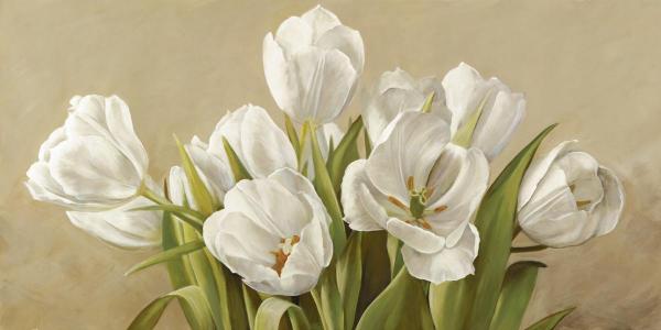 Tulipani Bianchi