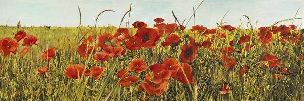 Poppy Field