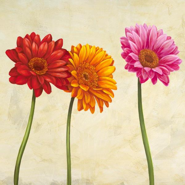 Gerberas II