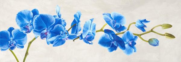 Blue Orchid