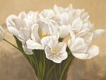 Tulipes Blanches