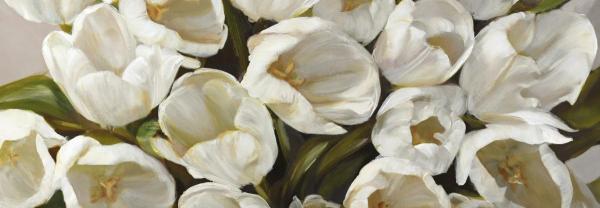 Tulipani Bianchi