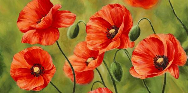 Field of Poppies