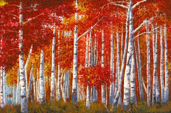 Bosco di Betulle