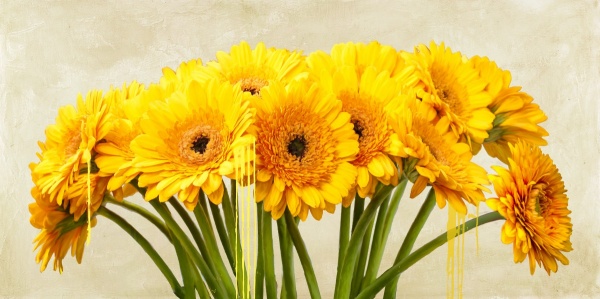 Gerbera Abstraction